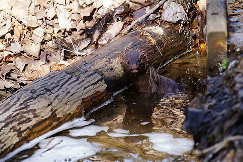 American Mink (Neovison vison) Video of the mink relaxing in the stream while I sit back and watch:
http://www.jungledragon.com/video/574
 American mink,Animal,Carnivora,Geotagged,Henrietta,Mammal,Mustelidae,Mustelinae,Nature,Neovison,Neovison vison,New York State,Rochester,Tinker Nature Park,United States,United States of America,Vertebrate