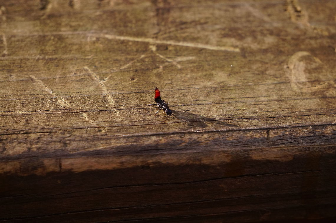 Hesperus apicialis  Animal,Arthropod,Beetle,Coleoptera,Geotagged,Henrietta,Hesperus,Hesperus apicialis,Insect,Nature,New York State,Rochester,Rove beetle,Staphylinidae,Staphylininae,Staphylinini,Tinker Nature Park,United States,United States of America