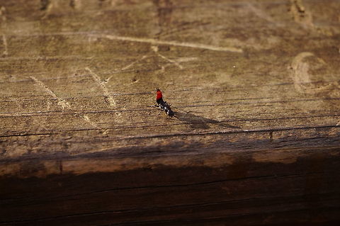 Hesperus apicialis  Animal,Arthropod,Beetle,Coleoptera,Geotagged,Henrietta,Hesperus,Hesperus apicialis,Insect,Nature,New York State,Rochester,Rove beetle,Staphylinidae,Staphylininae,Staphylinini,Tinker Nature Park,United States,United States of America