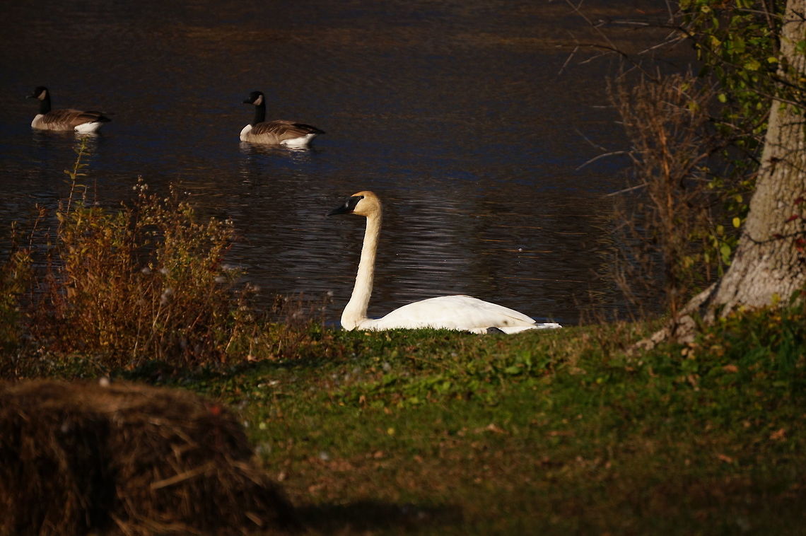 Tundra Swan (Cygnus columbianus)  Anatidae,Animal,Anseriformes,Anserini,Bird,Black Goose,Branta,Branta canadensis,Canada Goose,Cygnus,Cygnus columbianus,Goose,Henrietta,Nature,New York State,Rochester,Swan,Tinker Nature Park,Tundra Swan,Tundra swan