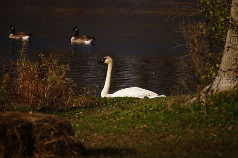 Tundra Swan (Cygnus columbianus)  Anatidae,Animal,Anseriformes,Anserini,Bird,Black Goose,Branta,Branta canadensis,Canada Goose,Cygnus,Cygnus columbianus,Goose,Henrietta,Nature,New York State,Rochester,Swan,Tinker Nature Park,Tundra Swan,Tundra swan