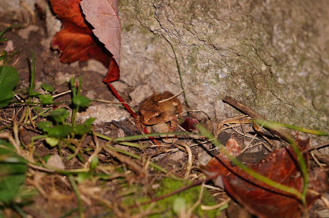 Spring Peeper (Pseudacris crucifer)  Amphibian,Animal,Anura,Chorus frog,Frog,Geotagged,Henrietta,Hylidae,Nature,New York State,Pseudacris,Pseudacris crucifer,Rochester,Spring peeper,Tinker Nature Park,United States,United States of America,invertebrate