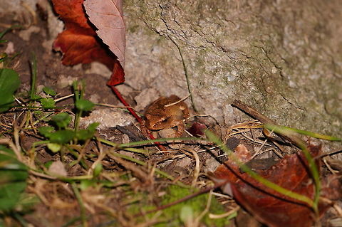 Spring Peeper (Pseudacris crucifer)  Amphibian,Animal,Anura,Chorus frog,Frog,Geotagged,Henrietta,Hylidae,Nature,New York State,Pseudacris,Pseudacris crucifer,Rochester,Spring peeper,Tinker Nature Park,United States,United States of America,invertebrate