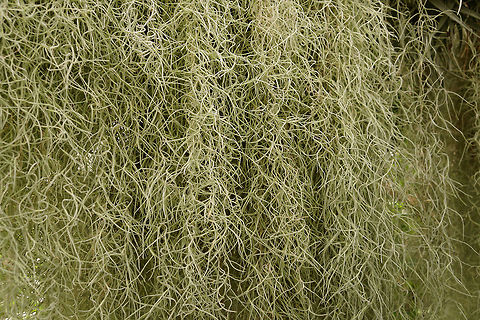 Spanish Moss (Tillandsia usneoides)  Angiospermae,Bromeliaceae,Commelinids,Conservatory,Flowering Plant,Geotagged,Lamberton Conservatory,Monocotyledon,Nature,Plant,Poales,Spanish moss,Tillandsia,Tillandsia usneoides,United States,Winter