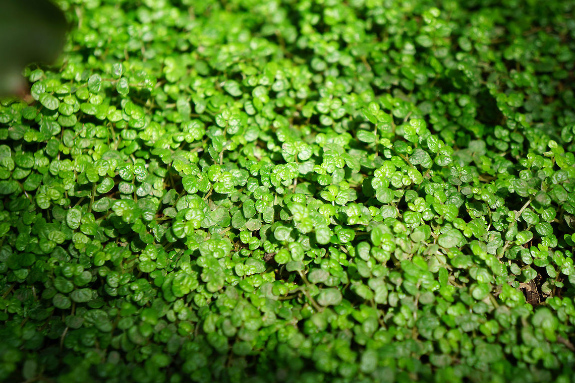 Baby's Tears (Soleirolia soleirolii)  Angiospermae,Baby's Tears,Conservatory,Flowering Plant,Geotagged,Lamberton Conservatory,Nature,Plant,Rosales,Soleirolia,Soleirolia soleirolii,United States,Urticaceae,Winter