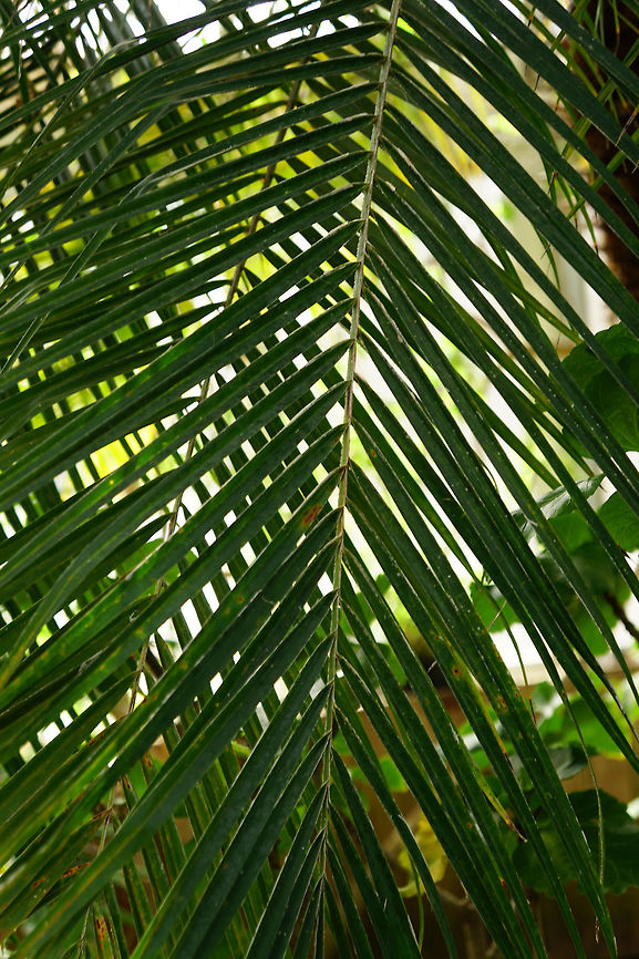 Miniature Date Palm leaves (Phoenix roebelenii)  Angiospermae,Arecaceae,Arecales,Commelinids,Conservatory,Flowering Plant,Geotagged,Lamberton Conservatory,Miniature Date Palm,Monocotyledon,Nature,Palm Tree,Phoenix,Phoenix roebelenii,Plant,United States,Winter