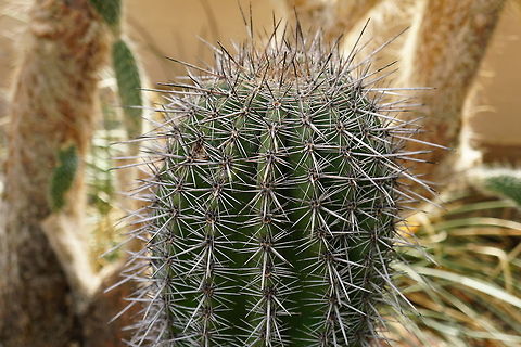 Saguaro (Carnegiea gigantea)  Angiospermae,Brighton,Cactaceae,Cactus,Carnegiea,Carnegiea gigantea,Caryophyllales,Conservatory,Flowering Plant,Geotagged,Lamberton Conservatory,Nature,New York State,Pachycereeae,Plant,Rochester,Saguaro,Saguaro Carnegiea gigantea,United States,United States of America
