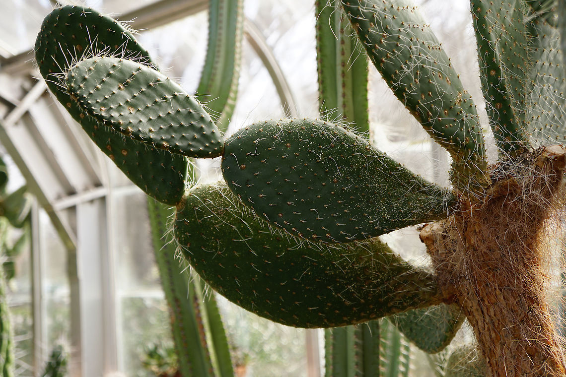 Aaron's beard cactus (Opuntia leucotricha)  Aaron's beard cactus,Angiospermae,Brighton,Cactaceae,Cactus,Caryophyllales,Conservatory,Flowering Plant,Geotagged,Lamberton Conservatory,Nature,New York State,Opuntia,Opuntia leucotricha,Opuntieae,Plant,Rochester,United States,United States of America,Winter