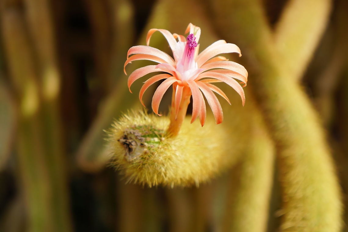 Rattail Cactus flower (Disocactus flagelliformis)  Angiospermae,Brighton,Cactaceae,Cactus,Caryophyllales,Conservatory,Disocactus,Disocactus flagelliformis,Flower,Flowering Plant,Geotagged,Hylocereeae,Lamberton Conservatory,Nature,New York State,Plant,Rattail Cactus,Rochester,United States,United States of America