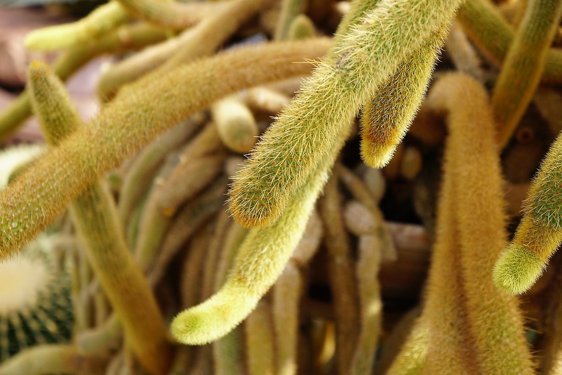 Rattail Cactus (Disocactus flagelliformis)  Angiospermae,Brighton,Cactaceae,Cactus,Caryophyllales,Conservatory,Disocactus,Disocactus flagelliformis,Flowering Plant,Geotagged,Hylocereeae,Lamberton Conservatory,Nature,New York State,Plant,Rattail Cactus,Rochester,United States,United States of America