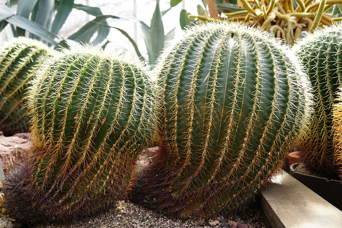 Golden Barrel Cactus (Echinocactus grusonii)  Angiospermae,Brighton,Cactaceae,Cacteae,Cactus,Caryophyllales,Conservatory,Echinocactus,Echinocactus grusonii,Flowering Plant,Geotagged,Golden Barrell Cactus,Golden barrel cactus,Lamberton Conservatory,Nature,New York State,Plant,Rochester,United States,United States of America