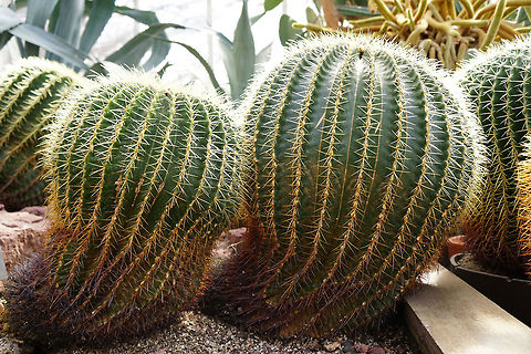 Golden Barrel Cactus (Echinocactus grusonii)  Angiospermae,Brighton,Cactaceae,Cacteae,Cactus,Caryophyllales,Conservatory,Echinocactus,Echinocactus grusonii,Flowering Plant,Geotagged,Golden Barrell Cactus,Golden barrel cactus,Lamberton Conservatory,Nature,New York State,Plant,Rochester,United States,United States of America