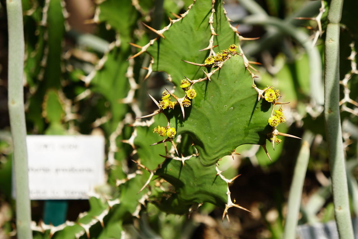 Cow's Horn flowers (Euphorbia grandicornis)  Angiospermae,Brighton,Conservatory,Cow's Horn,Euphorbia,Euphorbia grandicornis,Euphorbiaceae,Euphorbieae,Flower,Flowering Plant,Geotagged,Lamberton Conservatory,Malpighiales,Nature,New York State,Plant,Rochester,Spurge,United States,United States of America