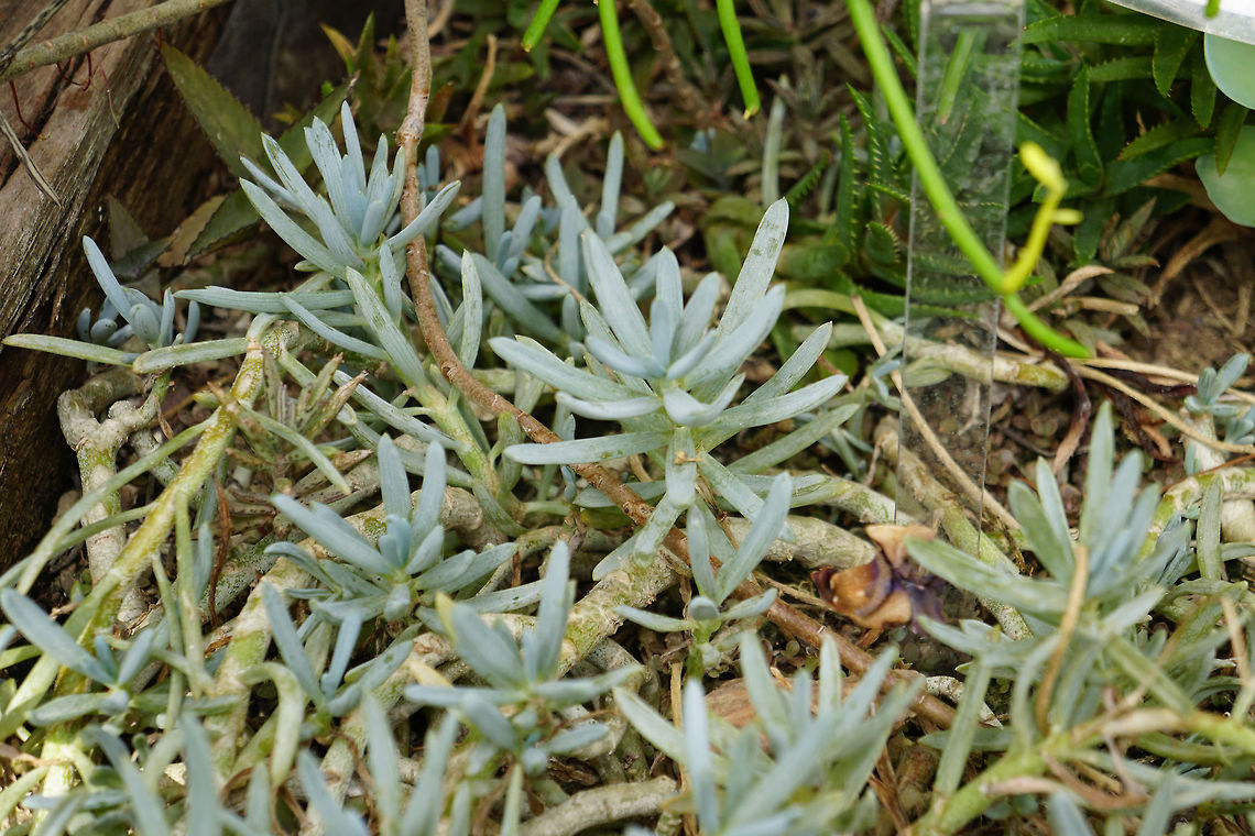 Blue Chalksticks (Senecio serpens)  Angiospermae,Asteraceae,Asterales,Asteroideae,Blue Chalksticks,Brighton,Conservatory,Flowering Plant,Geotagged,Lamberton Conservatory,Nature,New York State,Plant,Rochester,Senecio,Senecio serpens,Senecioneae,United States,United States of America,Winter