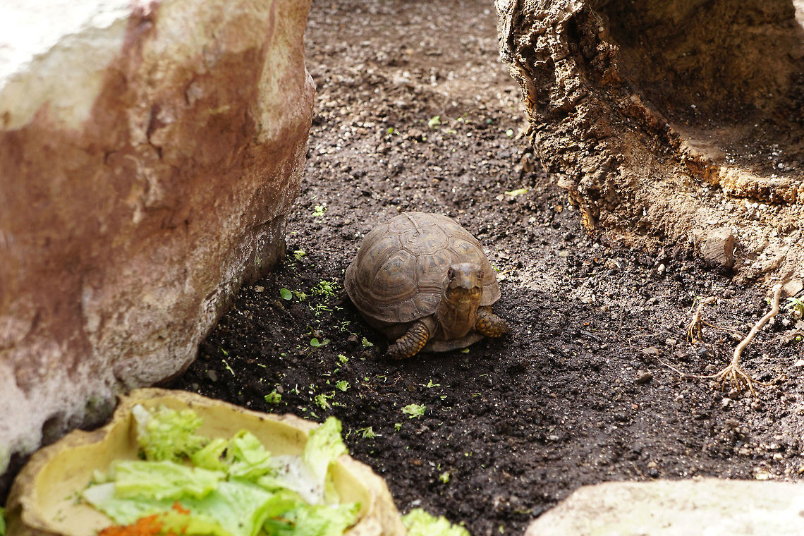 Eastern Box Turtle (Terrapene carolina carolina)  Animal,Box turtle,Brighton,Common Box Turtle,Conservatory,Cryptodira,Eastern box turtle,Emydidae,Lamberton Conservatory,Nature,New York State,Pond Turtle,Reptile,Rochester,Terrapene,Terrapene carolina,Terrapene carolina carolina,Testudines,Turtle,United States
