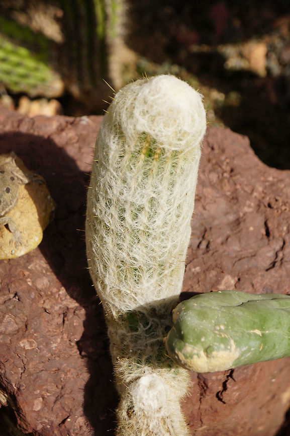 Cotton Cactus (Espostoa lanata)  Angiospermae,Brighton,Cactaceae,Cactus,Caryophyllales,Conservatory,Cotton Cactus,Espostoa,Espostoa lanata,Flowering Plant,Geotagged,Lamberton Conservatory,Nature,New York State,Plant,Rochester,Snowball Old Man,Trichocereeae,United States,United States of America