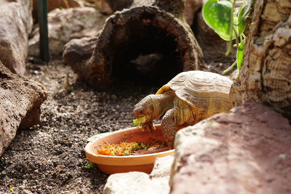 Russian Tortoise (Agrionemys horsfieldii)  Agrionemys,Agrionemys horsfieldii,Animal,Brighton,Conservatory,Cryptodira,Geotagged,Lamberton Conservatory,Nature,New York State,Reptile,Rochester,Russian tortoise,Testudines,Testudinidae,Tortoise,Turtle,United States,United States of America,Vertebrate
