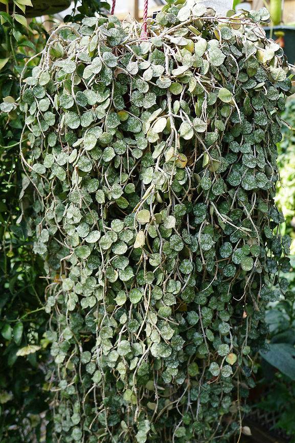 Hoya curtisii  Angiospermae,Apocynaceae,Brighton,Conservatory,Flowering Plant,Gentianales,Geotagged,Hoya,Hoya curtisii,Lamberton Conservatory,Nature,New York State,Plant,Rochester,United States,United States of America,Winter