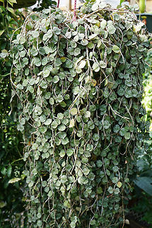 Hoya curtisii  Angiospermae,Apocynaceae,Brighton,Conservatory,Flowering Plant,Gentianales,Geotagged,Hoya,Hoya curtisii,Lamberton Conservatory,Nature,New York State,Plant,Rochester,United States,United States of America,Winter