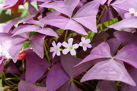Purple Shamrock (Oxalis triangularis)  Angiospermae,Brighton,Conservatory,Flower,Flowering Plant,Geotagged,Lamberton Conservatory,Nature,New York State,Oxalidaceae,Oxalidales,Oxalis,Oxalis triangularis,Plant,Purple shamrock,Rochester,United States,United States of America