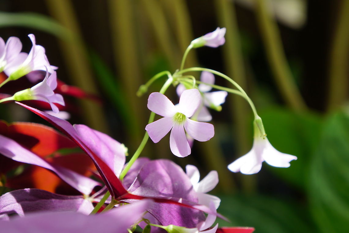 Purple Shamrock (Oxalis triangularis)  Angiospermae,Brighton,Conservatory,Flower,Flowering Plant,Geotagged,Lamberton Conservatory,Nature,New York State,Oxalidaceae,Oxalidales,Oxalis,Oxalis triangularis,Plant,Purple shamrock,Rochester,United States,United States of America