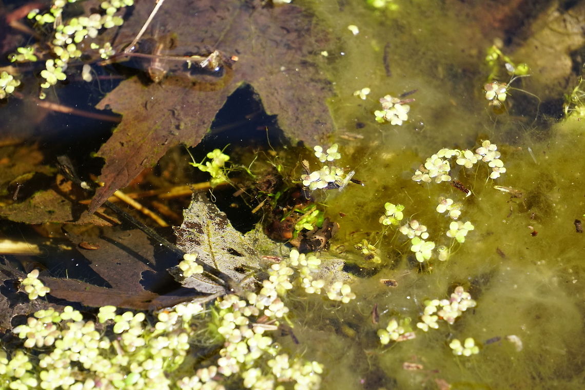Unusual water creature - Caddisfly Larvae See here for more details: <figure class="photo"><a href="https://www.jungledragon.com/image/38017/unusual_water_creature_-_caddisfly_larvae.html" title="Unusual water creature - Caddisfly Larvae"><img src="https://s3.amazonaws.com/media.jungledragon.com/images/1559/38017_thumb.JPG?AWSAccessKeyId=05GMT0V3GWVNE7GGM1R2&Expires=1767225610&Signature=XtDvvv4MMbyeTcv0V7tfsty5cGE%3D" width="200" height="134" alt="Unusual water creature - Caddisfly Larvae I had no idea what this strange thing is when I saw it. If I didn&#039;t see it moving around and eating at the plants underwater, I would&#039;ve thought it was just a rock or piece of wood floating around in the swamp.<br />
My wife spotted another one of these the day before, when I took a video of it (see below).<br />
It is possible that the one in the video and the one in the two photos are different species (both photos are of the same specimen).<br />
<br />
See the comments below for details on identification.<br />
<br />
Video: https://youtu.be/BopUgvpamZ4<br />
Second photo: http://www.jungledragon.com/image/38016/unusual_water_creature.html Geotagged,Spring,Trichoptera,United States,arthropoda,caddisfly,insecta,larvae" /></a></figure> Geotagged,Spring,Trichoptera,United States,arthropoda,caddisfly,insecta,larvae
