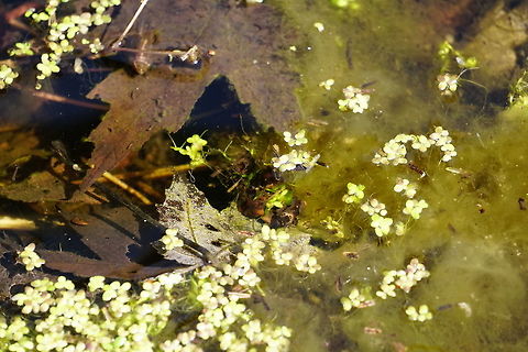 Unusual water creature - Caddisfly Larvae See here for more details: http://www.jungledragon.com/image/38017/unusual_water_creature.html Geotagged,Spring,Trichoptera,United States,arthropoda,caddisfly,insecta,larvae