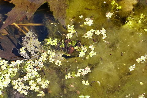Unusual water creature - Caddisfly Larvae I had no idea what this strange thing is when I saw it. If I didn't see it moving around and eating at the plants underwater, I would've thought it was just a rock or piece of wood floating around in the swamp.
My wife spotted another one of these the day before, when I took a video of it (see below).
It is possible that the one in the video and the one in the two photos are different species (both photos are of the same specimen).

See the comments below for details on identification.

Video: https://youtu.be/BopUgvpamZ4
Second photo: http://www.jungledragon.com/image/38016/unusual_water_creature.html Geotagged,Spring,Trichoptera,United States,arthropoda,caddisfly,insecta,larvae
