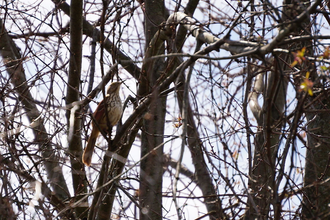 Brown Thrasher (Toxostoma rufum)  Brown Thrasher,Geotagged,Mimidae,New York State,Spring,Toxostoma,Toxostoma rufum,United States,bird,oatka creek park,passeri,passeriformes,songbird