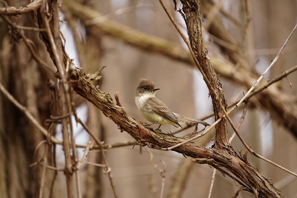 Eastern Phoebe (Sayornis phoebe)  Animal,Bird,Eastern Phoebe,Geotagged,Nature,New York State,Oatka Creek Park,Passeriformes,Perching Bird,Phoebe,Rochester,Sayornis,Sayornis phoebe,Scottsville,Tyranni,Tyrannidae,Tyrant flycatcher,United States,United States of America,Vertebrate