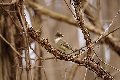 Eastern Phoebe (Sayornis phoebe)  Animal,Bird,Eastern Phoebe,Geotagged,Nature,New York State,Oatka Creek Park,Passeriformes,Perching Bird,Phoebe,Rochester,Sayornis,Sayornis phoebe,Scottsville,Tyranni,Tyrannidae,Tyrant flycatcher,United States,United States of America,Vertebrate
