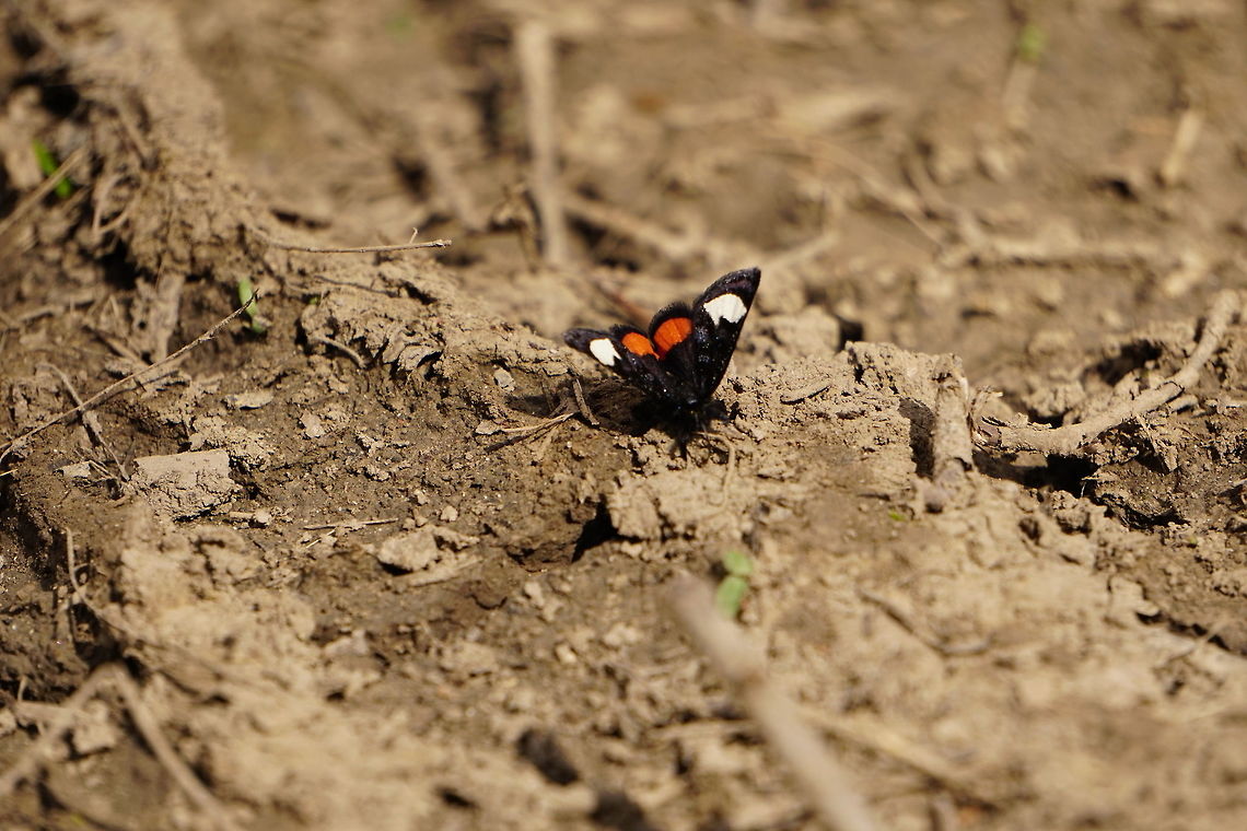 Grapevine Epimenis (Psychomorpha epimenis)  Animal,Arthropod,Geotagged,Grapevine Epimenis,Insect,Lepidoptera,Moth,Nature,New York State,Noctuidae,Oatka Creek Park,Owlet moth,Psychomorpha,Psychomorpha epimenis,Rochester,Scottsville,United States,United States of America