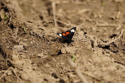 Grapevine Epimenis (Psychomorpha epimenis)  Animal,Arthropod,Geotagged,Grapevine Epimenis,Insect,Lepidoptera,Moth,Nature,New York State,Noctuidae,Oatka Creek Park,Owlet moth,Psychomorpha,Psychomorpha epimenis,Rochester,Scottsville,United States,United States of America