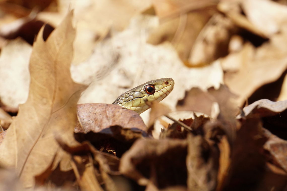 Harmless garter snake, or Jurassic Park fugitive?  Animal,Colubridae,Common Garter Snake,Eastern Garter Snake,Garter snake,Geotagged,Natricinae,Nature,New York State,Oatka Creek Park,Reptile,Rochester,Scaled Reptile,Scottsville,Serpentes,Snake,Squamata,Thamnophis,Thamnophis sirtalis,Thamnophis sirtalis sirtalis