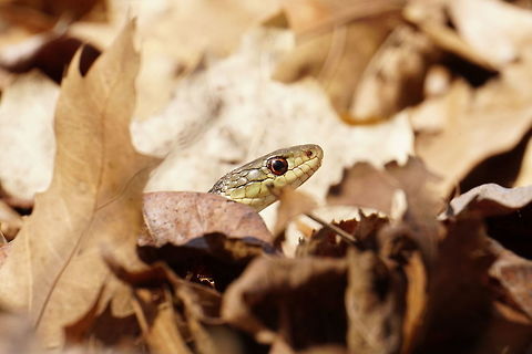 Harmless garter snake, or Jurassic Park fugitive?  Animal,Colubridae,Common Garter Snake,Eastern Garter Snake,Garter snake,Geotagged,Natricinae,Nature,New York State,Oatka Creek Park,Reptile,Rochester,Scaled Reptile,Scottsville,Serpentes,Snake,Squamata,Thamnophis,Thamnophis sirtalis,Thamnophis sirtalis sirtalis