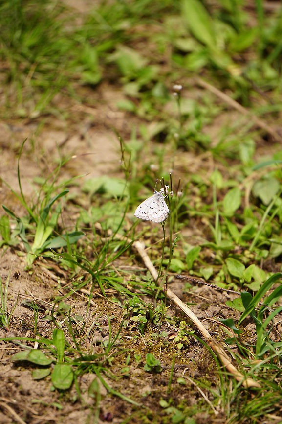 Spring azure (Celastrina ladon)  Animal,Arthropod,Butterfly,Celastrina,Celastrina ladon,Geotagged,Gossamer-winged butterflies,Insect,Lepidoptera,Lycaenidae,Nature,New York State,Oatka Creek Park,Rochester,Scottsville,Spring,Spring Azure,Spring azure,United States,United States of America