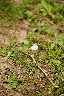 Spring azure (Celastrina ladon)  Animal,Arthropod,Butterfly,Celastrina,Celastrina ladon,Geotagged,Gossamer-winged butterflies,Insect,Lepidoptera,Lycaenidae,Nature,New York State,Oatka Creek Park,Rochester,Scottsville,Spring,Spring Azure,Spring azure,United States,United States of America