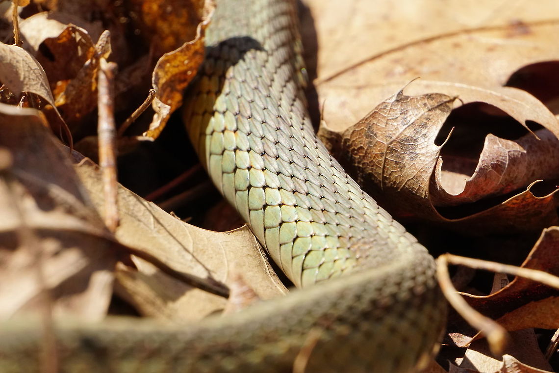 Eastern Garter Snake (Thamnophis sirtalis sirtalis)  Animal,Colubridae,Common Garter Snake,Eastern Garter Snake,Garter snake,Geotagged,Natricinae,Nature,New York State,Oatka Creek Park,Reptile,Rochester,Scaled Reptile,Scottsville,Serpentes,Snake,Squamata,Thamnophis,Thamnophis sirtalis,Thamnophis sirtalis sirtalis