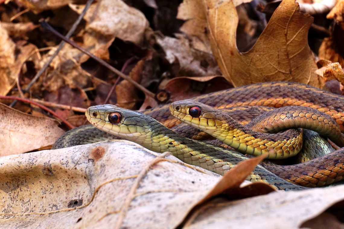 Eastern Garter Snakes (Thamnophis sirtalis sirtalis) I wish the clouds hadn&#039;t shown up to ruin my nice lighting just as these two were posing nice... there were some great shadows that would&#039;ve made this shot a lot nicer (and it would have saved me some time fixing the exposure after the shot). Animal,Colubridae,Common Garter Snake,Eastern Garter Snake,Garter snake,Geotagged,Natricinae,Nature,New York State,Oatka Creek Park,Reptile,Rochester,Scaled Reptile,Scottsville,Serpentes,Snake,Squamata,Thamnophis,Thamnophis sirtalis,Thamnophis sirtalis sirtalis