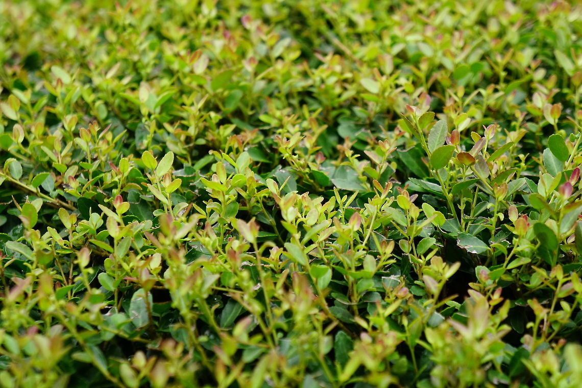 Yaupon holly (Ilex vomitoria)  Angiospermae,Aquifoliaceae,Aquifoliales,Disney World,Epcot,Florida,Flowering Plant,Geotagged,Holly,Ilex,Ilex vomitoria,Nature,Orlando,Plant,Summer,United States,United States of America,Yaupon holly