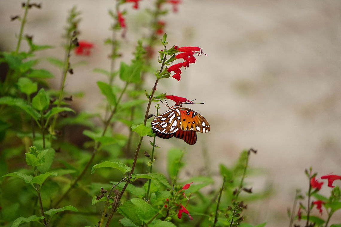 Gulf Fritillary (Agraulis vanillae)  Agraulis,Agraulis vanillae,Animal,Arthropod,Butterfly,Florida,Geotagged,Gulf fritillary,Heliconiini,Insect,Lepidoptera,Nature,Nymphalidae,Orlando,Tibet-Butler Nature Preserve,United States,United States of America