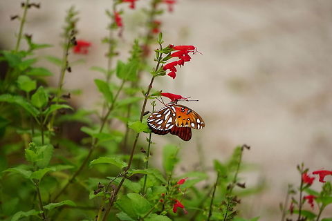 Gulf Fritillary (Agraulis vanillae)  Agraulis,Agraulis vanillae,Animal,Arthropod,Butterfly,Florida,Geotagged,Gulf fritillary,Heliconiini,Insect,Lepidoptera,Nature,Nymphalidae,Orlando,Tibet-Butler Nature Preserve,United States,United States of America