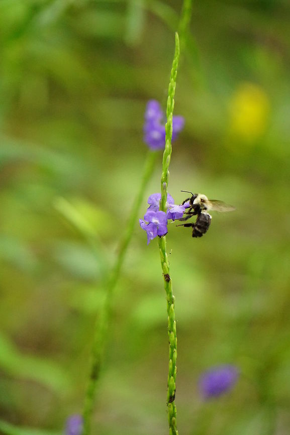 Common eastern bumblebee (Bombus impatiens)  Animal,Anthophila,Apidae,Apocrita,Arthropod,Bee,Bombus,Bombus impatiens,Bumblebee,Common eastern bumble bee,Florida,Geotagged,Hymenoptera,Insect,Nature,Orlando,Summer,Tibet-Butler Nature Preserve,United States,United States of America