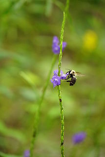 Common eastern bumblebee (Bombus impatiens)  Animal,Anthophila,Apidae,Apocrita,Arthropod,Bee,Bombus,Bombus impatiens,Bumblebee,Common eastern bumble bee,Florida,Geotagged,Hymenoptera,Insect,Nature,Orlando,Summer,Tibet-Butler Nature Preserve,United States,United States of America