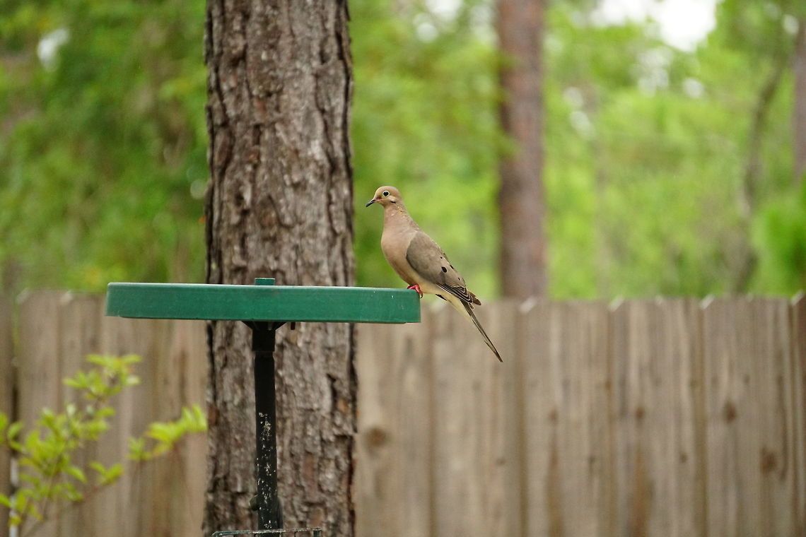 Mourning Dove (Zenaida macroura)  Animal,Bird,Columbidae,Columbiformes,Dove,Florida,Geotagged,Mourning Dove,Mourning dove,Nature,Orlando,Summer,Tibet-Butler Nature Preserve,United States,United States of America,Vertebrate,Zenaida,Zenaida macroura