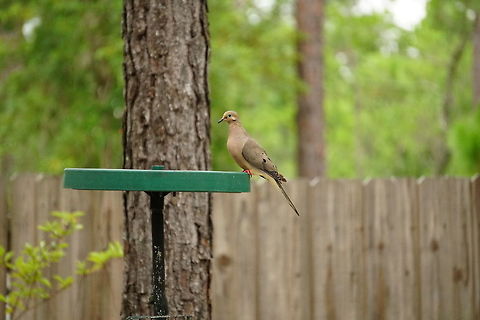 Mourning Dove (Zenaida macroura)  Animal,Bird,Columbidae,Columbiformes,Dove,Florida,Geotagged,Mourning Dove,Mourning dove,Nature,Orlando,Summer,Tibet-Butler Nature Preserve,United States,United States of America,Vertebrate,Zenaida,Zenaida macroura