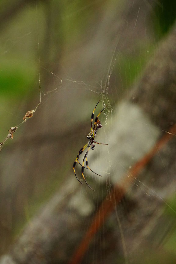 Golden silk orb-weaver (Nephila clavipes)  Animal,Arachnid,Araneae,Arthropod,Florida,Geotagged,Golden silk orb-weaver,Nature,Nephila,Nephila clavipes,Nephilidae,Orlando,Spider,Summer,Tibet-Butler Nature Preserve,United States,United States of America