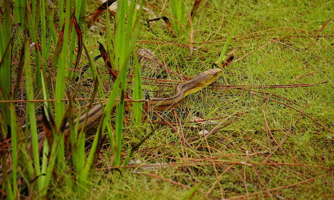 Eastern Rat Snake (Pantherophis alleghaniensis)  Animal,Colubridae,Colubrinae,Eastern Rat Snake,Eastern ratsnake,Florida,Geotagged,Nature,Orlando,Pantherophis,Pantherophis alleghaniensis,Reptile,Scaled Reptile,Serpentes,Snake,Squamata,Summer,Tibet-Butler Nature Preserve,United States,United States of America