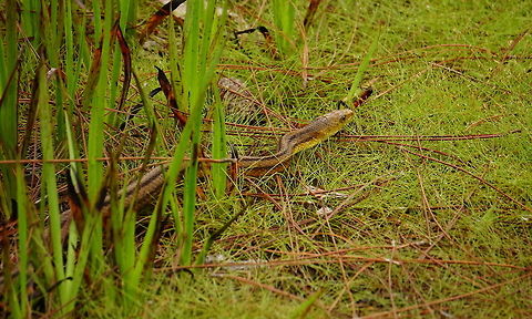 Eastern Rat Snake (Pantherophis alleghaniensis)  Animal,Colubridae,Colubrinae,Eastern Rat Snake,Eastern ratsnake,Florida,Geotagged,Nature,Orlando,Pantherophis,Pantherophis alleghaniensis,Reptile,Scaled Reptile,Serpentes,Snake,Squamata,Summer,Tibet-Butler Nature Preserve,United States,United States of America