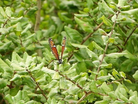 Viceroy (Limenitis archippus)  Animal,Arthropod,Butterfly,Florida,Geotagged,Insect,Lepidoptera,Limenitis,Limenitis archippus,Nature,Nymphalidae,Orlando,Summer,Tibet-Butler Nature Preserve,United States,United States of America,Viceroy